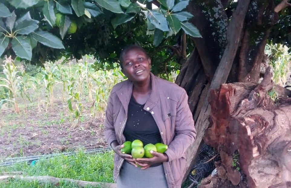 Ann harvesting mature avocados