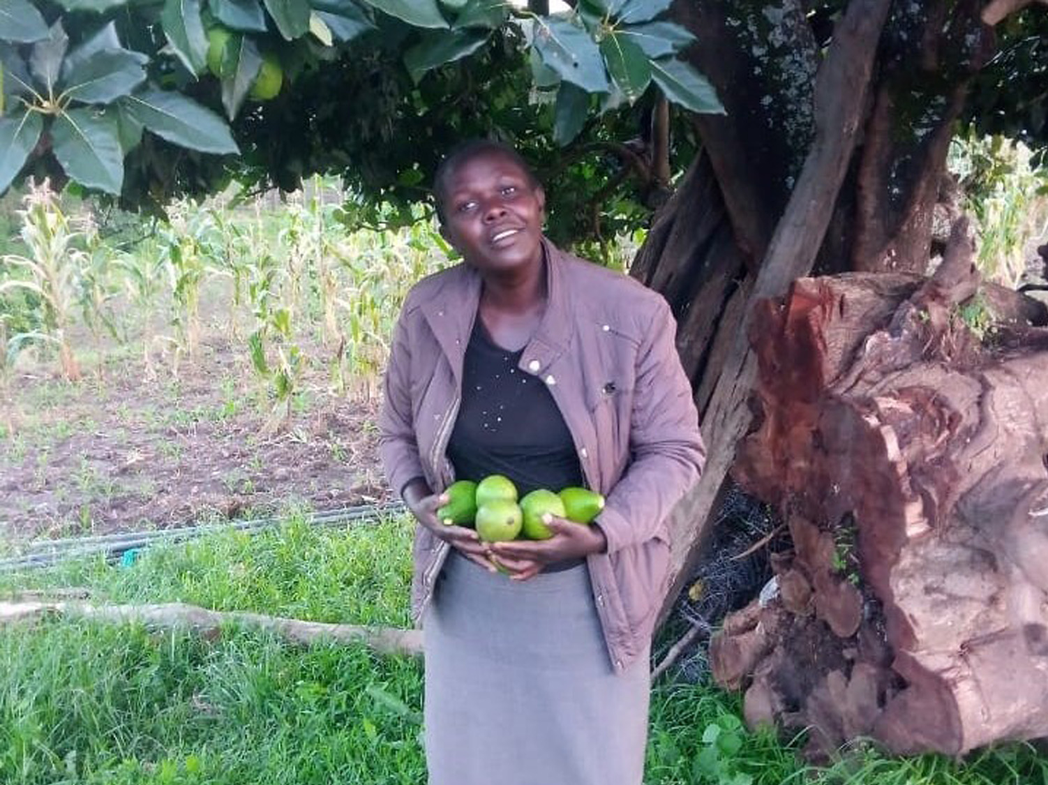 Photo of Avocado farming