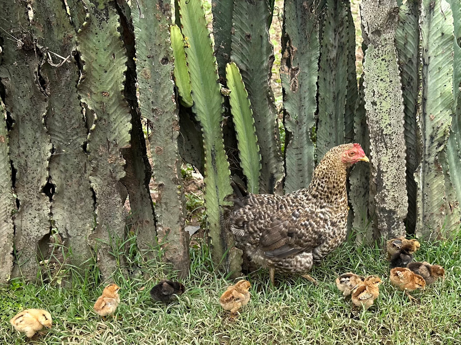 Photo of Poultry keeping